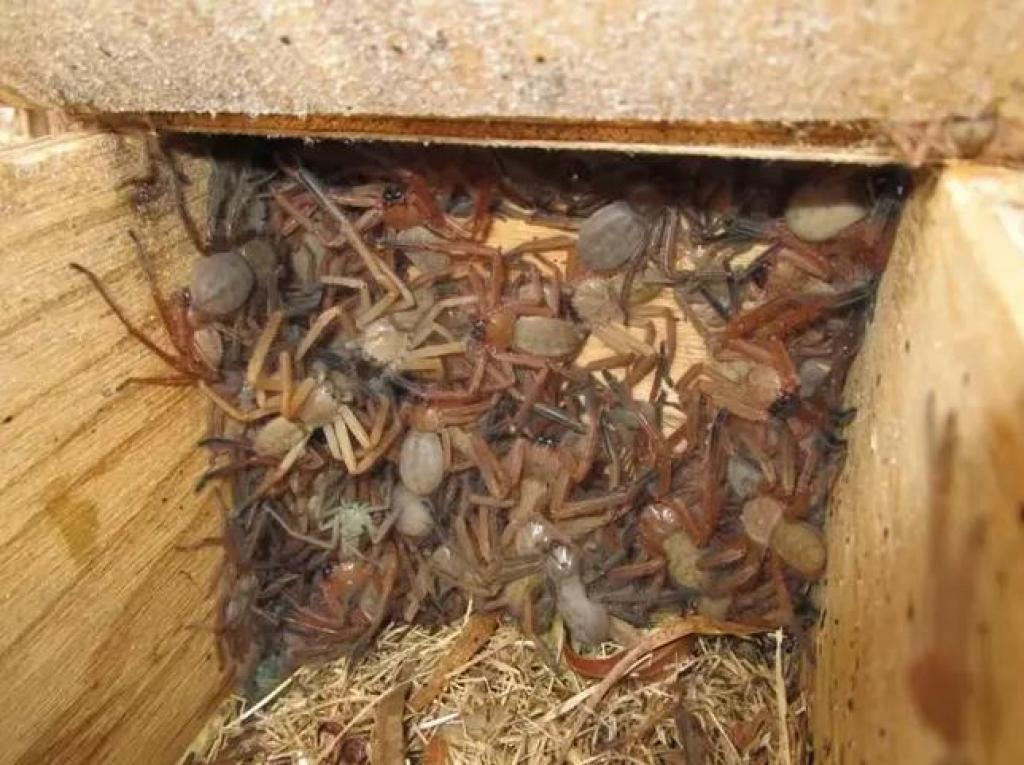De rares photos montrent le nid de gigantesques araignées ...